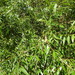 Salix fragilis - Photo no hay derechos reservados