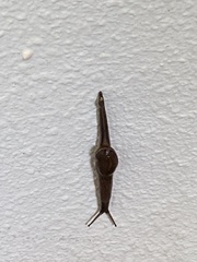 Ariophantidae