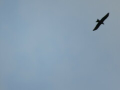 Milvus migrans parasitus