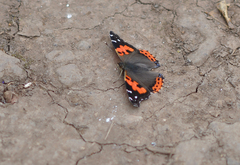 Vanessa vulcania