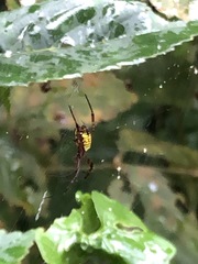 Argiope mangal