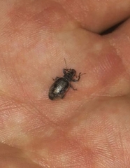 Brachyderes incanus