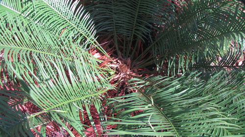 Cycas xipholepis