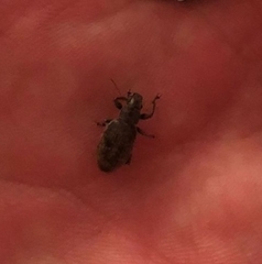 Brachyderes incanus