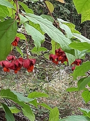 Euonymus latifolius