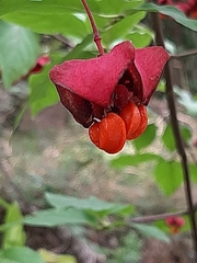 Euonymus latifolius