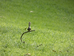 Rhipidura fuliginosa placabilis