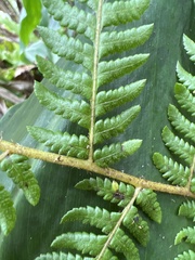 Cyathea cooperi