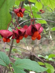 Euonymus latifolius