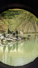 Phalacrocorax sulcirostris