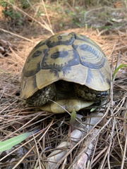 Testudo hermanni