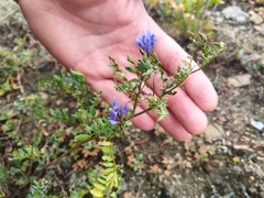 Astragalus suffruticosus