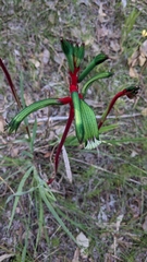 Anigozanthos manglesii