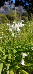 Allium triquetrum