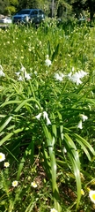 Allium triquetrum