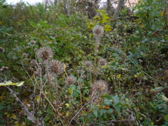 Dipsacus pilosus