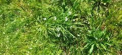 Allium triquetrum