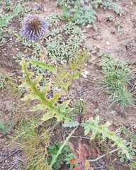 Echinops latifolius