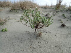Pimelea villosa