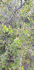 Rhamnus davurica