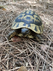 Testudo hermanni