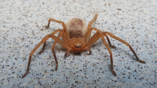Olios argelasius