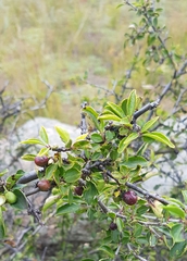 Rhamnus davurica