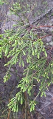 Passerina corymbosa