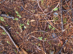 Dacrycarpus dacrydioides