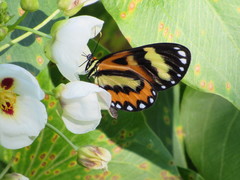 Placidina euryanassa