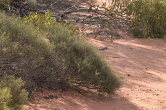 Acacia colletioides