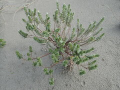 Pimelea villosa