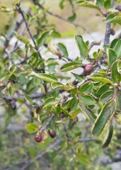 Rhamnus davurica