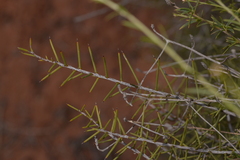 Acacia colletioides