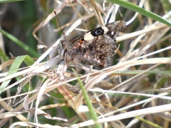Vanessa itea