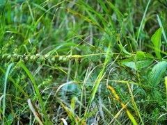 Epipactis