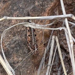 Pycnostictus seriatus