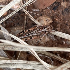 Pycnostictus seriatus