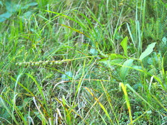 Epipactis
