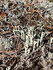 Cladonia cenotea