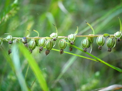 Epipactis