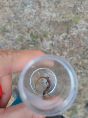 Ablepharus kitaibelii