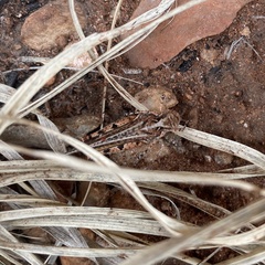 Pycnostictus seriatus