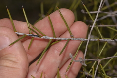 Acacia colletioides