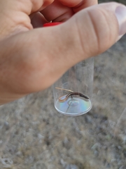 Ablepharus kitaibelii