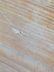 Uloborus walckenaerius