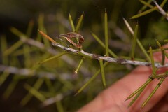 Acacia colletioides