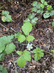 Rubus ursinus