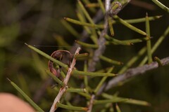 Acacia colletioides