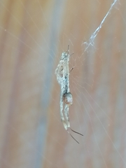 Uloborus walckenaerius